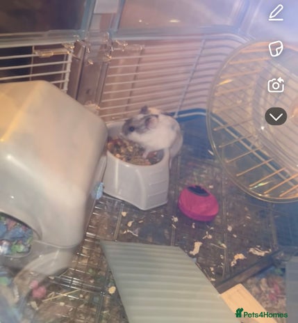 Hamster rodents - Advert 13
