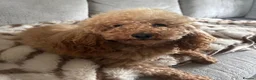 Labradoodle dogs for sale: Miniature labradoodle x toy poodle  - Advert 9