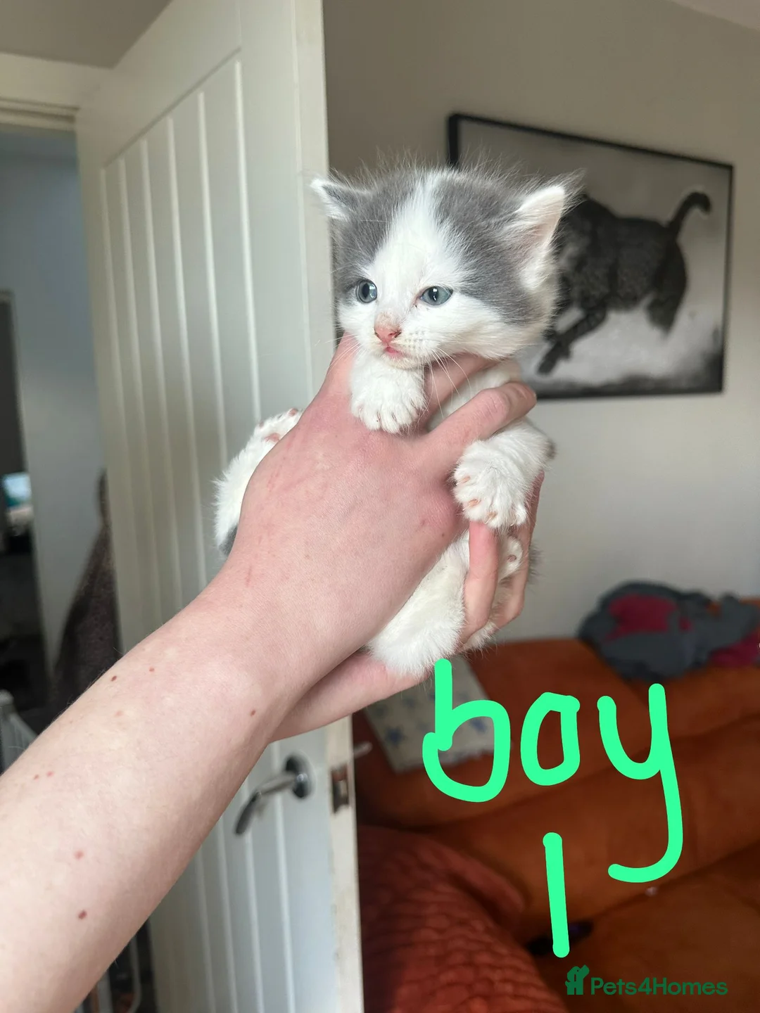 Mixed Breed cats for sale: Beautiful litter of kittens  - Advert 2