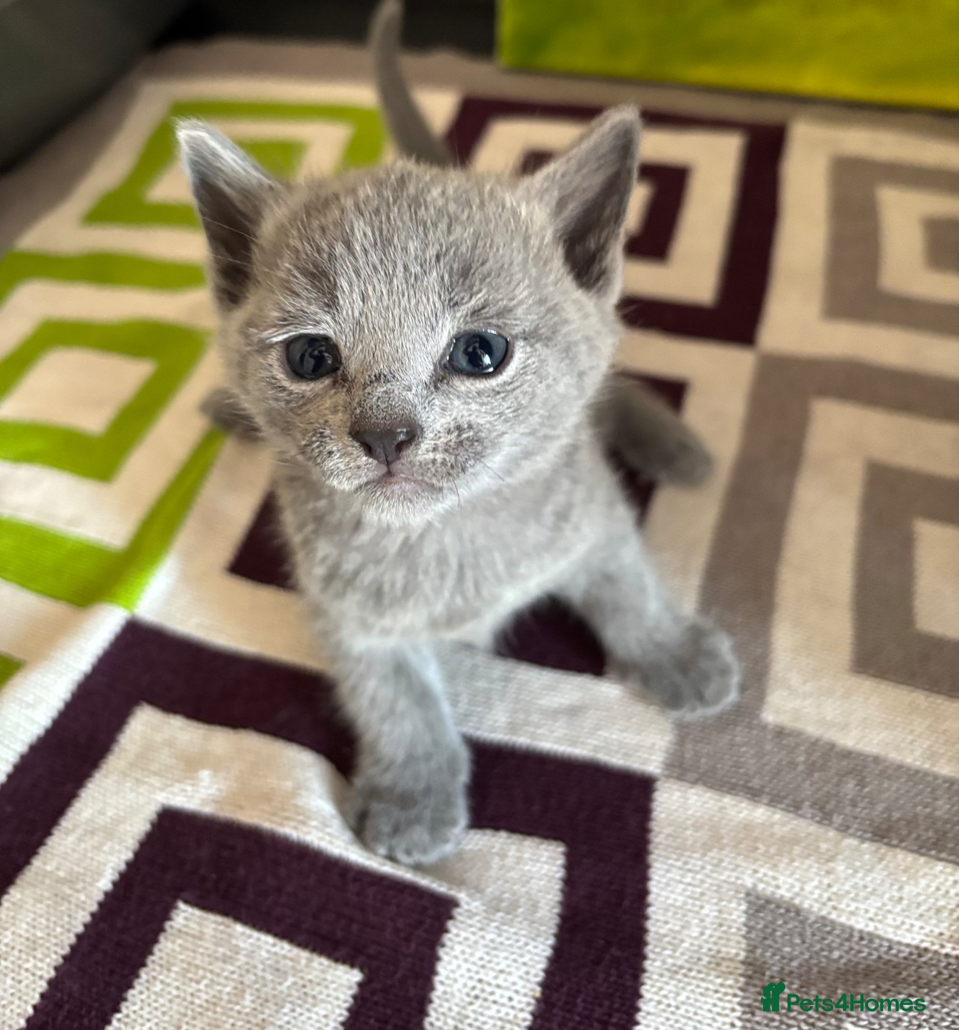 Russian Blue cats TICA PURE PEDIGREE RUSSIAN BLUE KITTENS  - Advert 1
