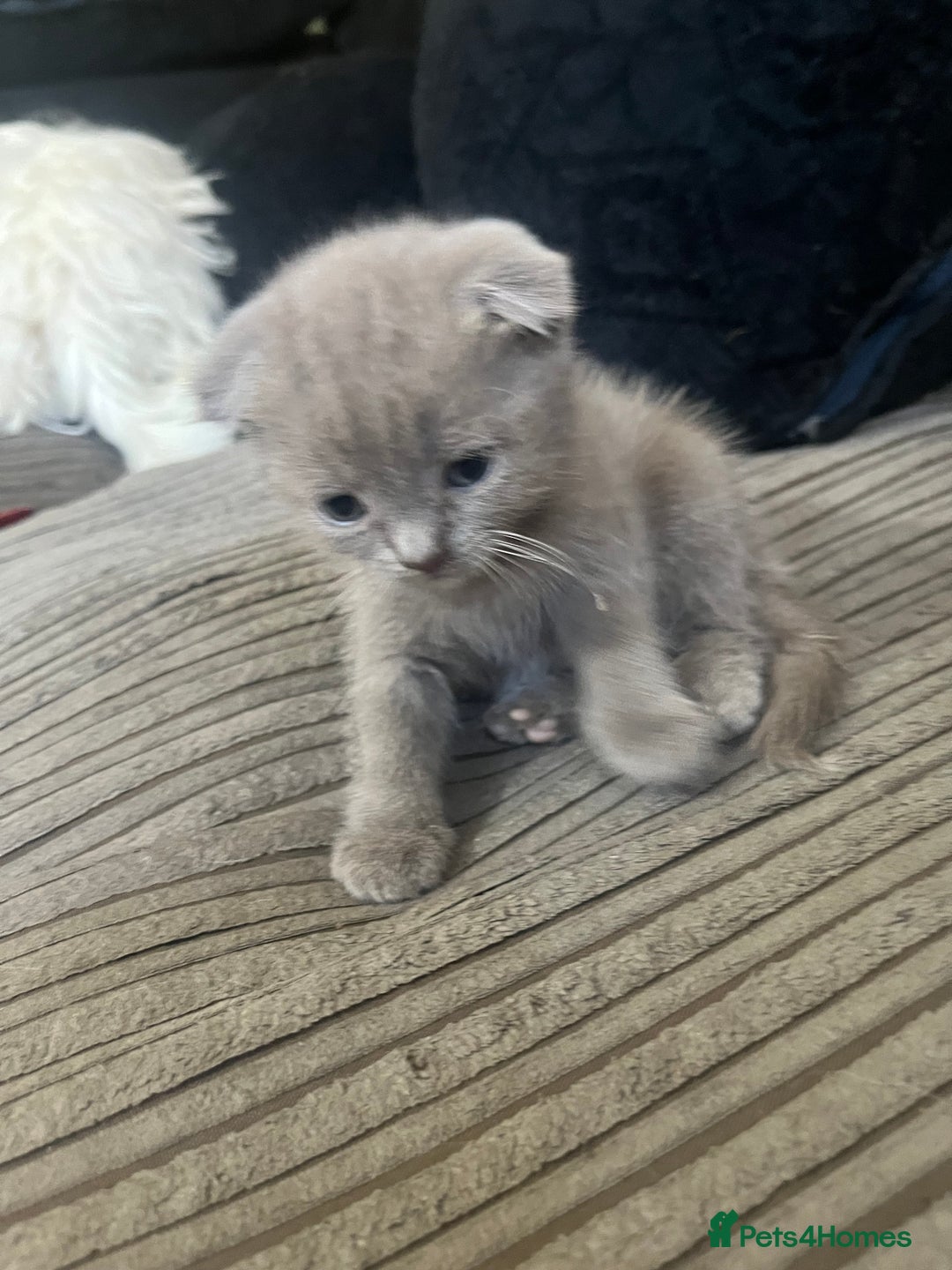 Scottish Fold cats for sale: Scottish fold kittens for sale  - Image 33