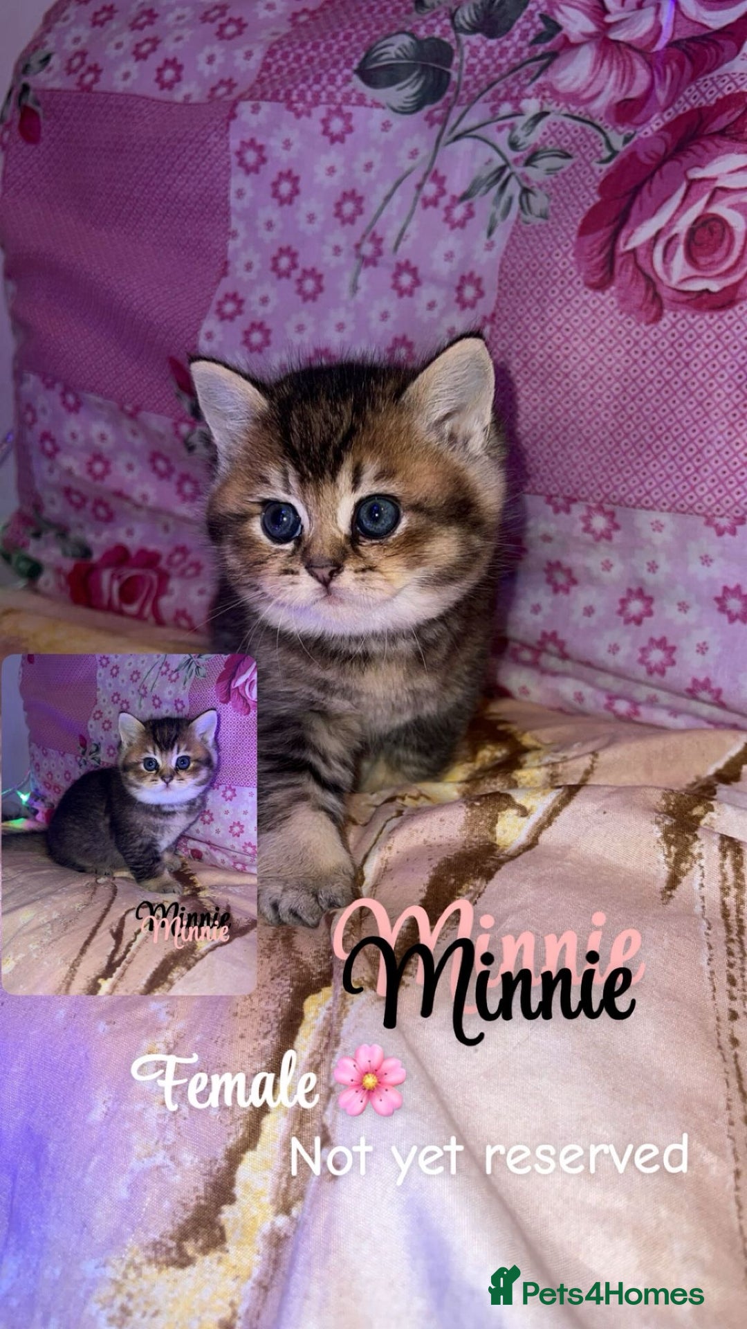 British Shorthair cats for sale: Pure breed golden/sliver bsh - Advert 4