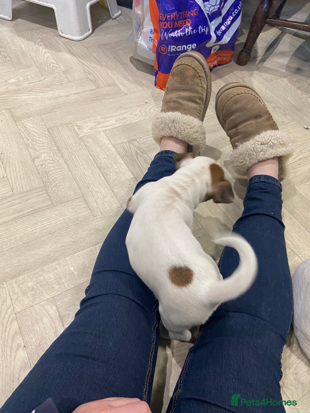 Jack Russell dogs for sale: Two girl puppies available  - Image 22