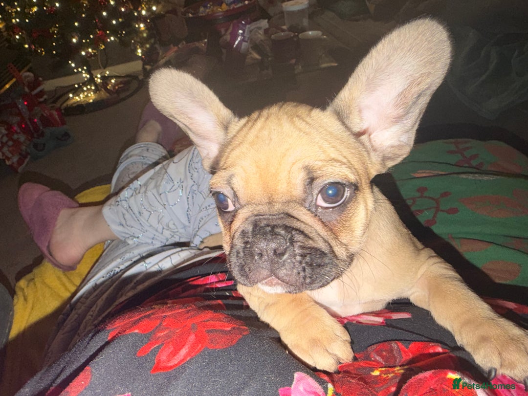 French Bulldog dogs for sale: READY NOW🐾 4 beautiful girls  - Advert 9