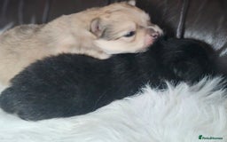 Pomeranian dogs for sale: 4 beautifull pomeranian puppies  - Advert 11