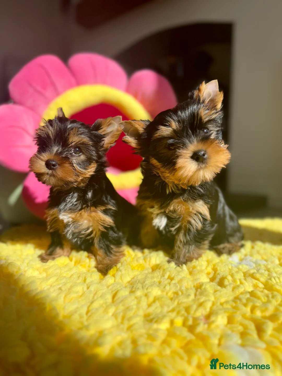 Yorkshire Terrier dogs for stud: Super small Yorkie with short muzzle DNA tested in Sheffield - Advert 32