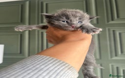 Maine Coon cats for sale: Chunky and fluffy Mainecoon kittens - Image 2