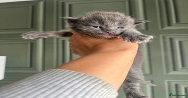 Maine Coon cats - Advert 15