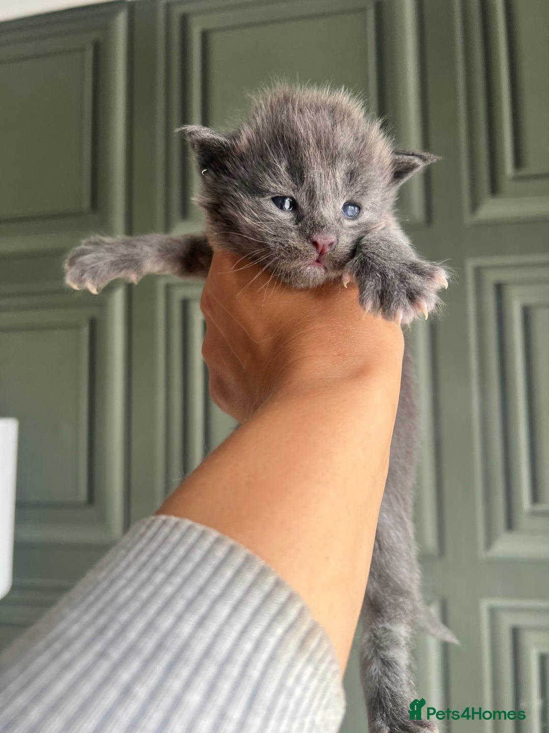 Maine Coon cats for sale: Chunky and fluffy Mainecoon kittens - Image 2
