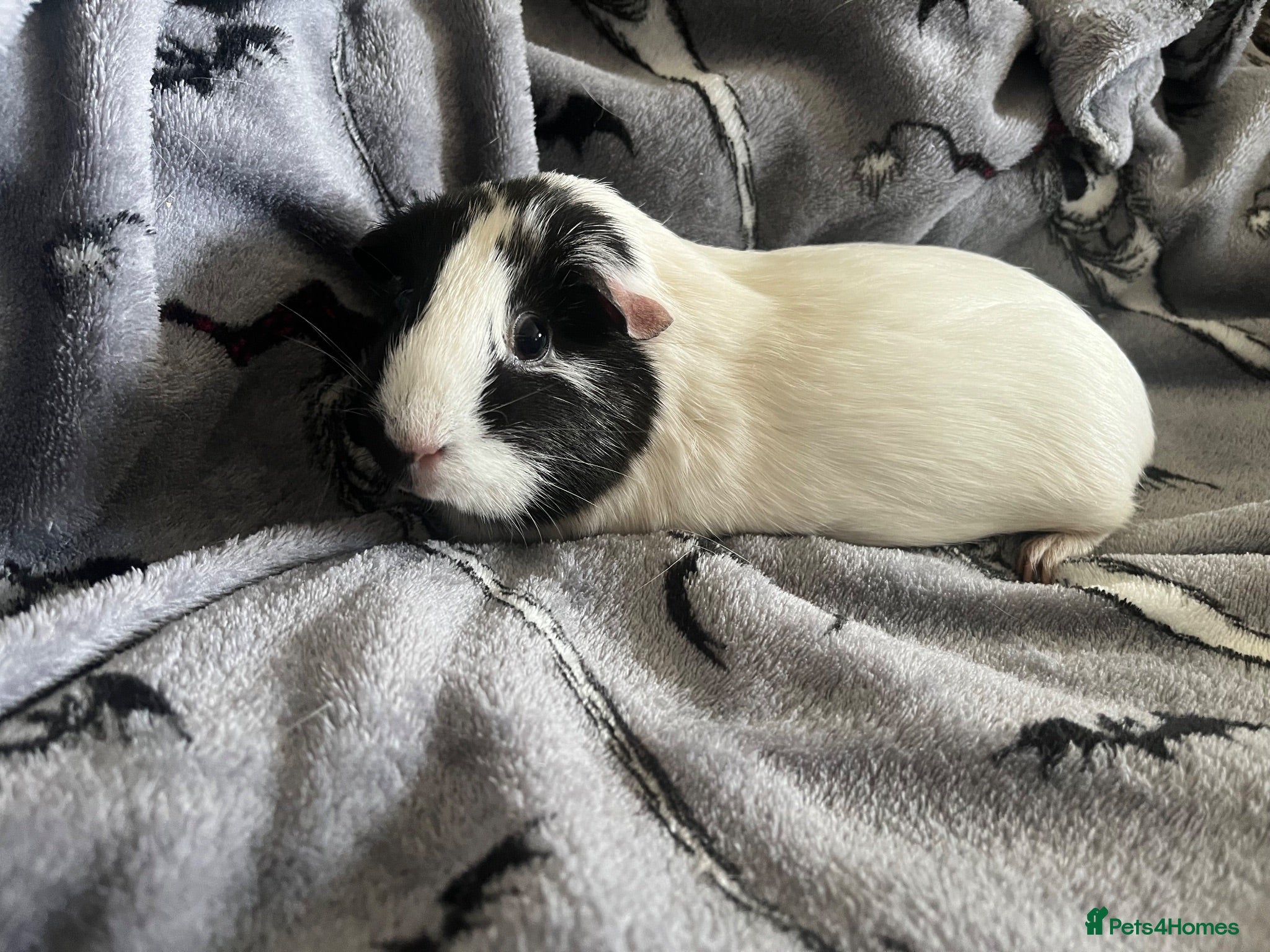 Guinea Pig rodents 4 year old female guinea pig - Advert 1