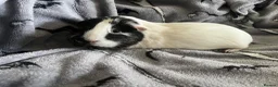 Guinea Pig rodents for sale: 4 year old female guinea pig - Advert 1