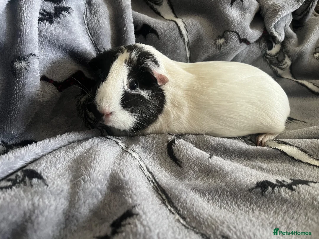 Guinea Pig rodents for sale: 4 year old female guinea pig - Advert 1