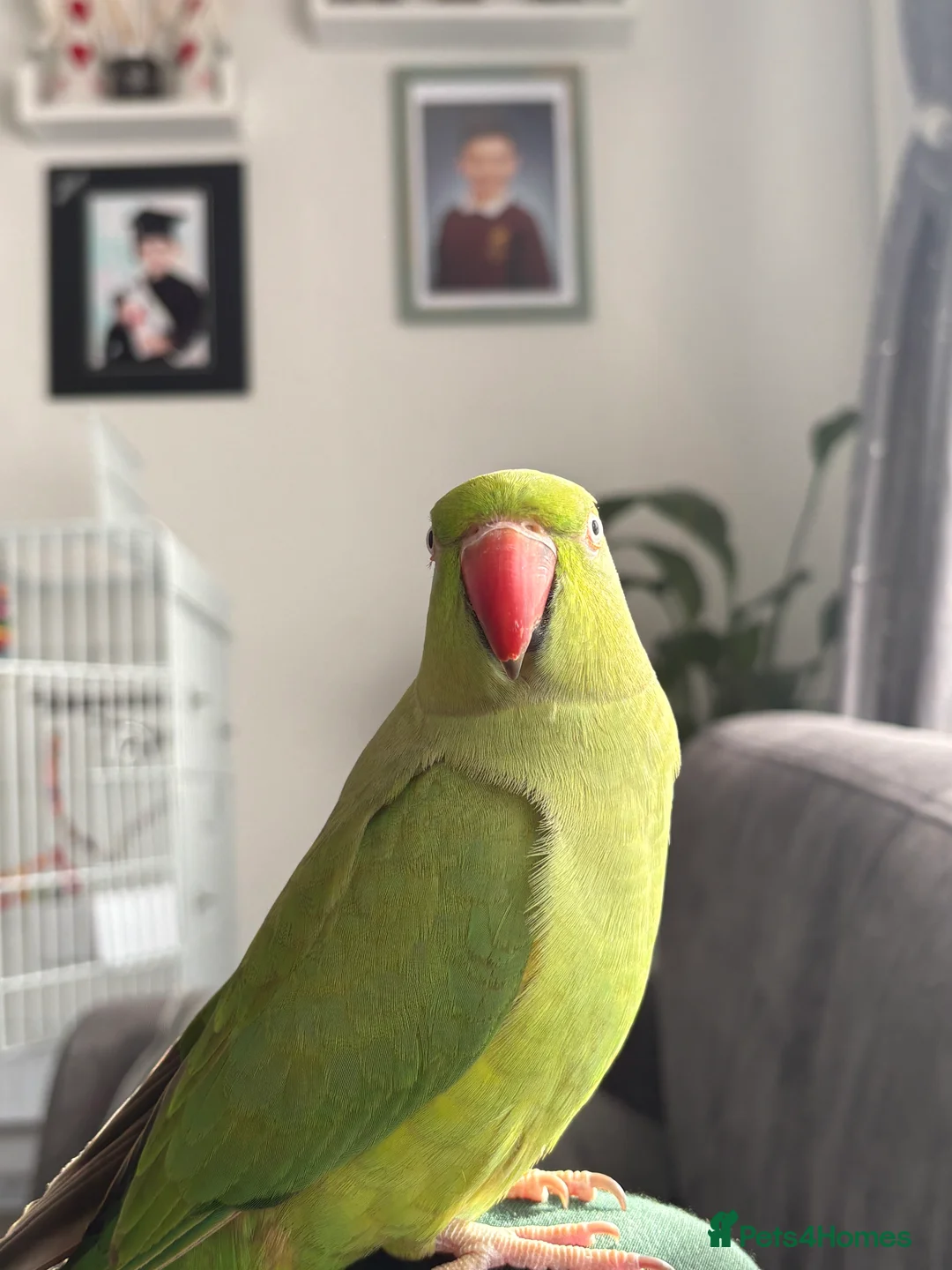 Ringnecks birds for sale: Female Indian ring neck for sale,Negotiable price. - Advert 1