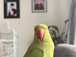 Ringnecks birds Female Indian ring neck for sale,Negotiable price. - Advert 1