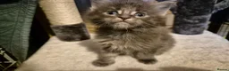 Maine Coon cats for sale:  Maine Coon Kittens Ready for Their Forever Homes! in Mauchline - Advert 7