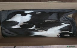Mixed Breed cats for sale: 4 beautiful kittens ready for 3rd of October - Image 4