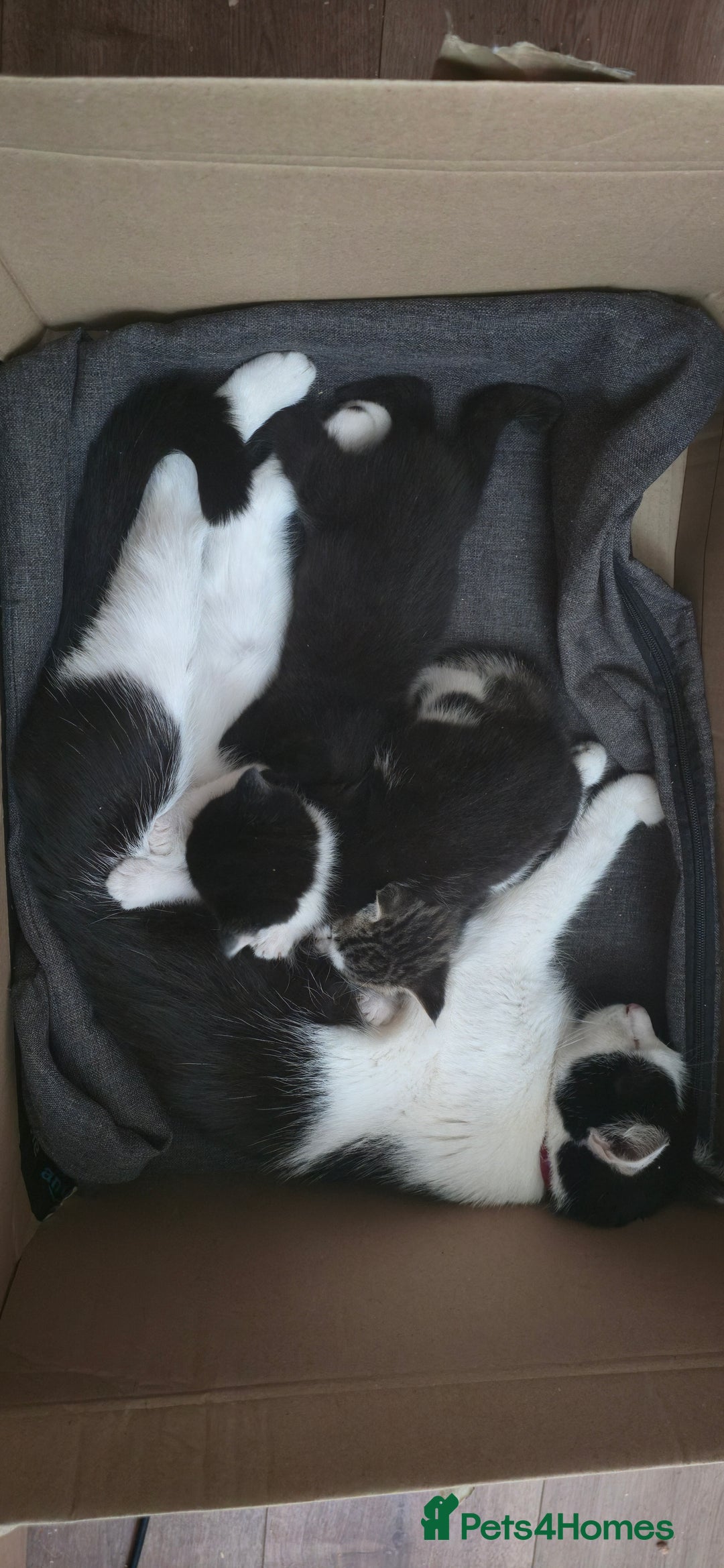 Mixed Breed cats for sale: 4 beautiful kittens ready for 3rd of October - Image 4
