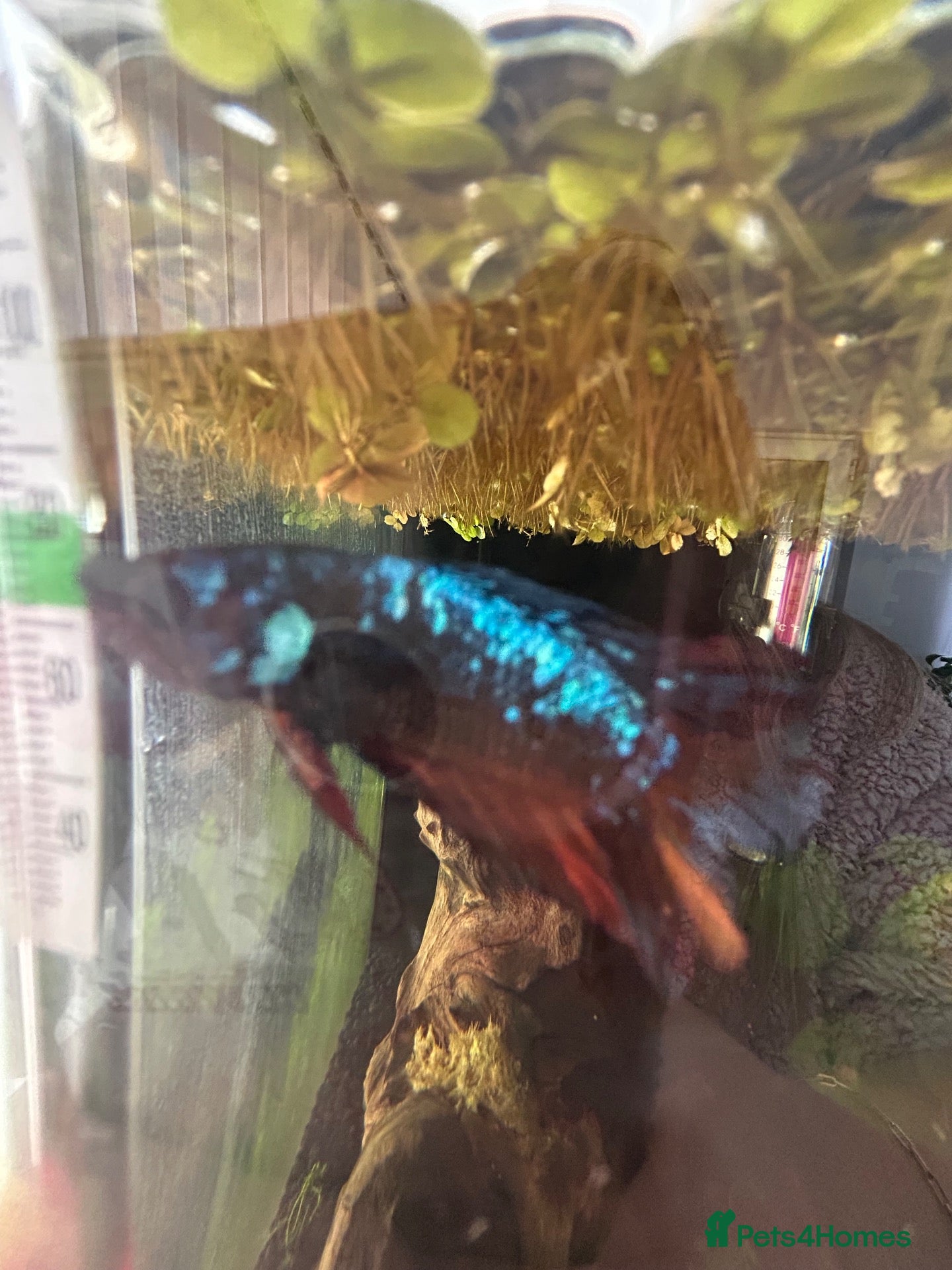 Bettas fish Betta fish and tank’s - Advert 2