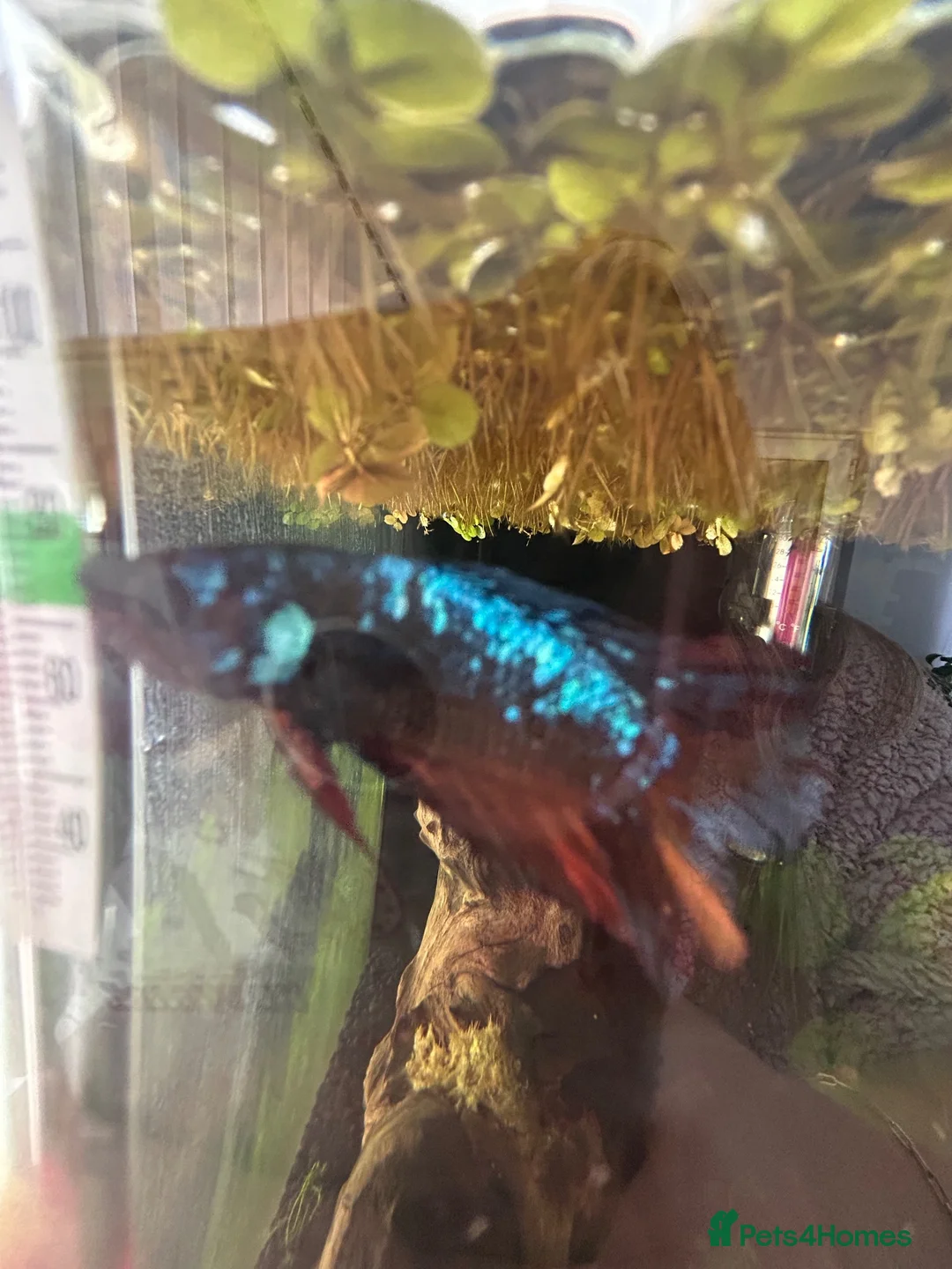 Bettas fish for sale: Betta fish and tank’s - Advert 1