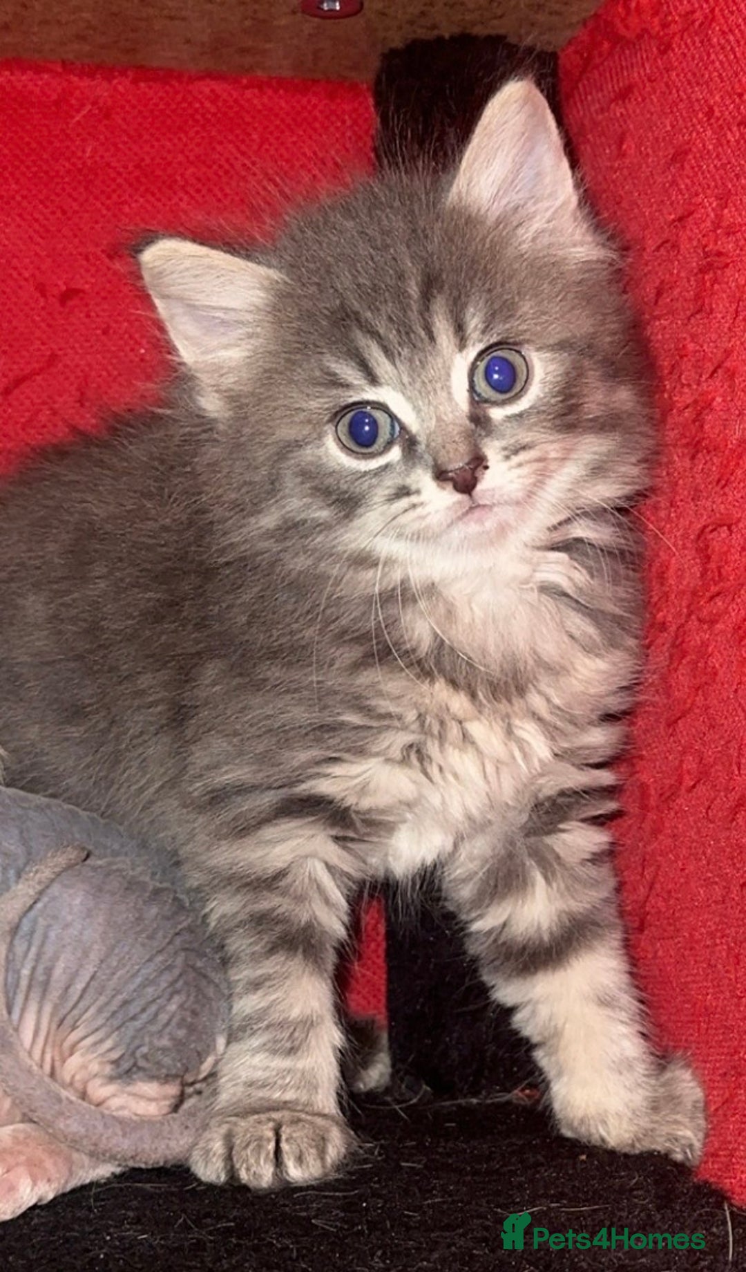 Mixed Breed cats for sale: Sphynx mixed with American curl - Advert 35