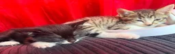 British Shorthair cats for sale: Beautiful Kittens 🐱  in Birmingham - Advert 9