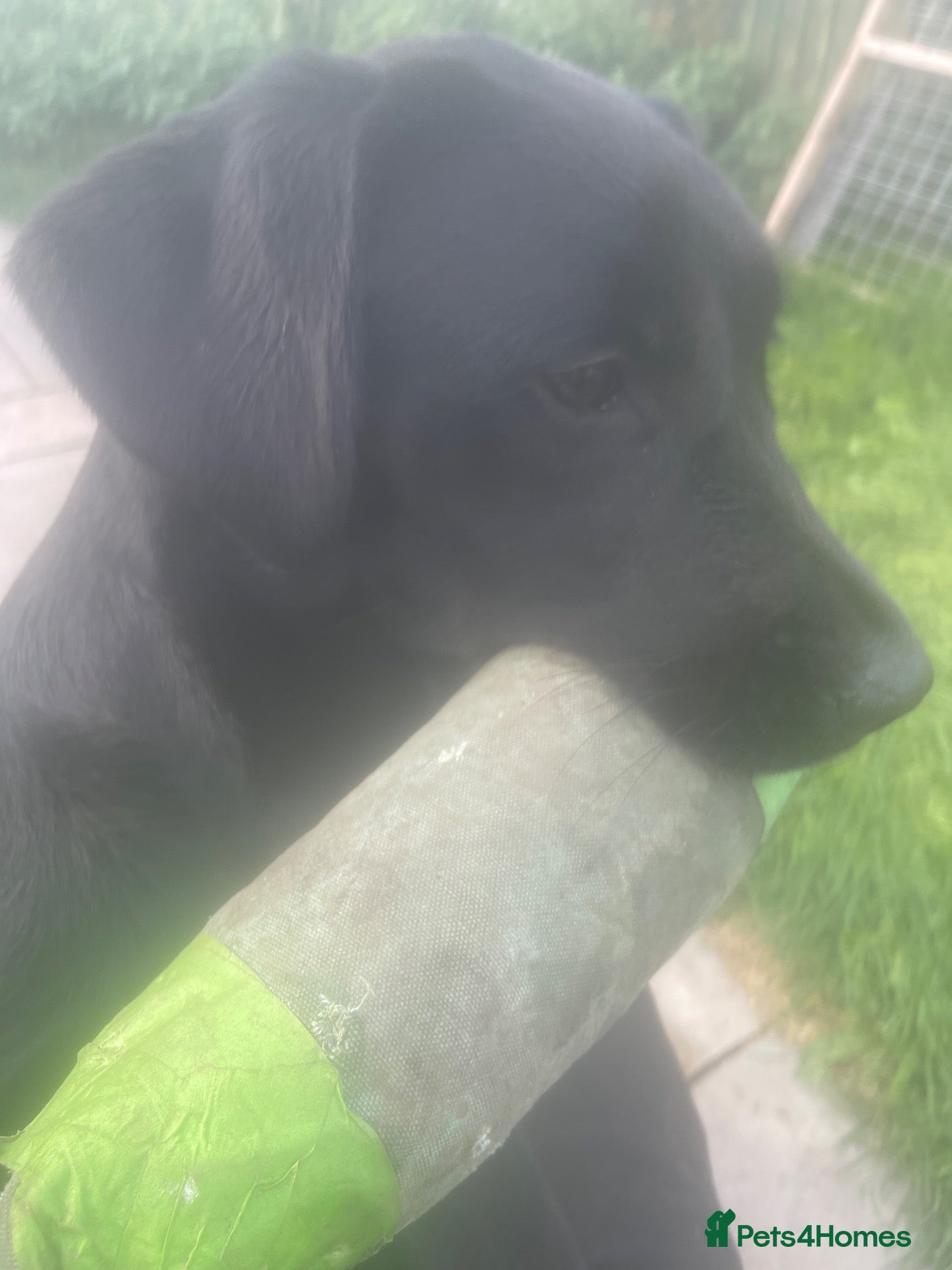 Labrador Retriever dogs Kc reg black Labrador bitch  - Advert 1