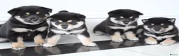 Japanese Shiba Inu dogs for sale: EXCEPTIONAL SHIBA INU PUPPIES OUTSTANDING QUALITY - Advert 1