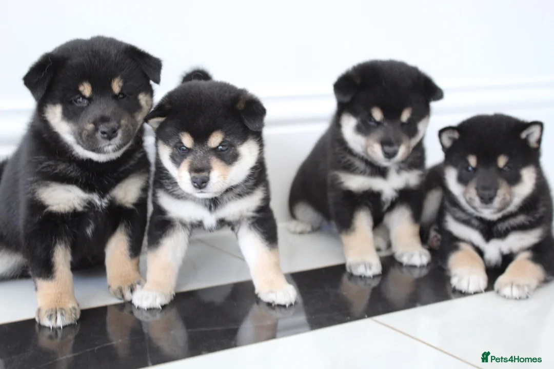 Japanese Shiba Inu dogs for sale: EXCEPTIONAL SHIBA INU PUPPIES OUTSTANDING QUALITY - Advert 1