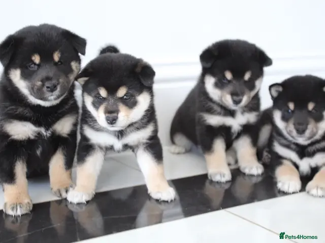 Japanese Shiba Inu dogs for sale: EXCEPTIONAL SHIBA INU PUPPIES OUTSTANDING QUALITY - Advert 24