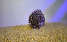 Pygmy Hedgehog rodents for sale: Males and a female pygmy hedgehogs - Image 12