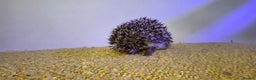 Pygmy Hedgehog rodents for sale: Males and a female pygmy hedgehogs - Advert 12