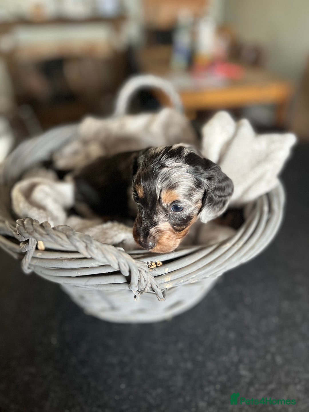 Miniature Dachshund dogs for sale: Beautiful miniature dachshund puppies for sale.  - Image 7