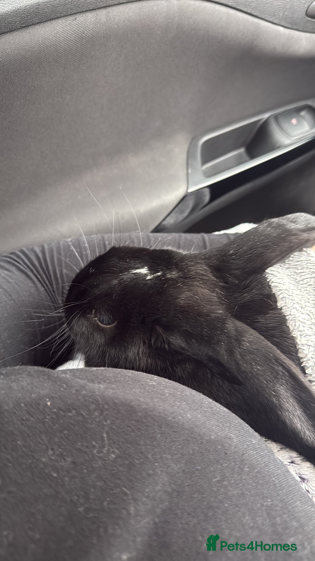 English Lop rabbits for sale: urgently need her rehomed - Advert 1