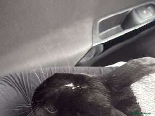 English Lop rabbits urgently need her rehomed - Advert 5