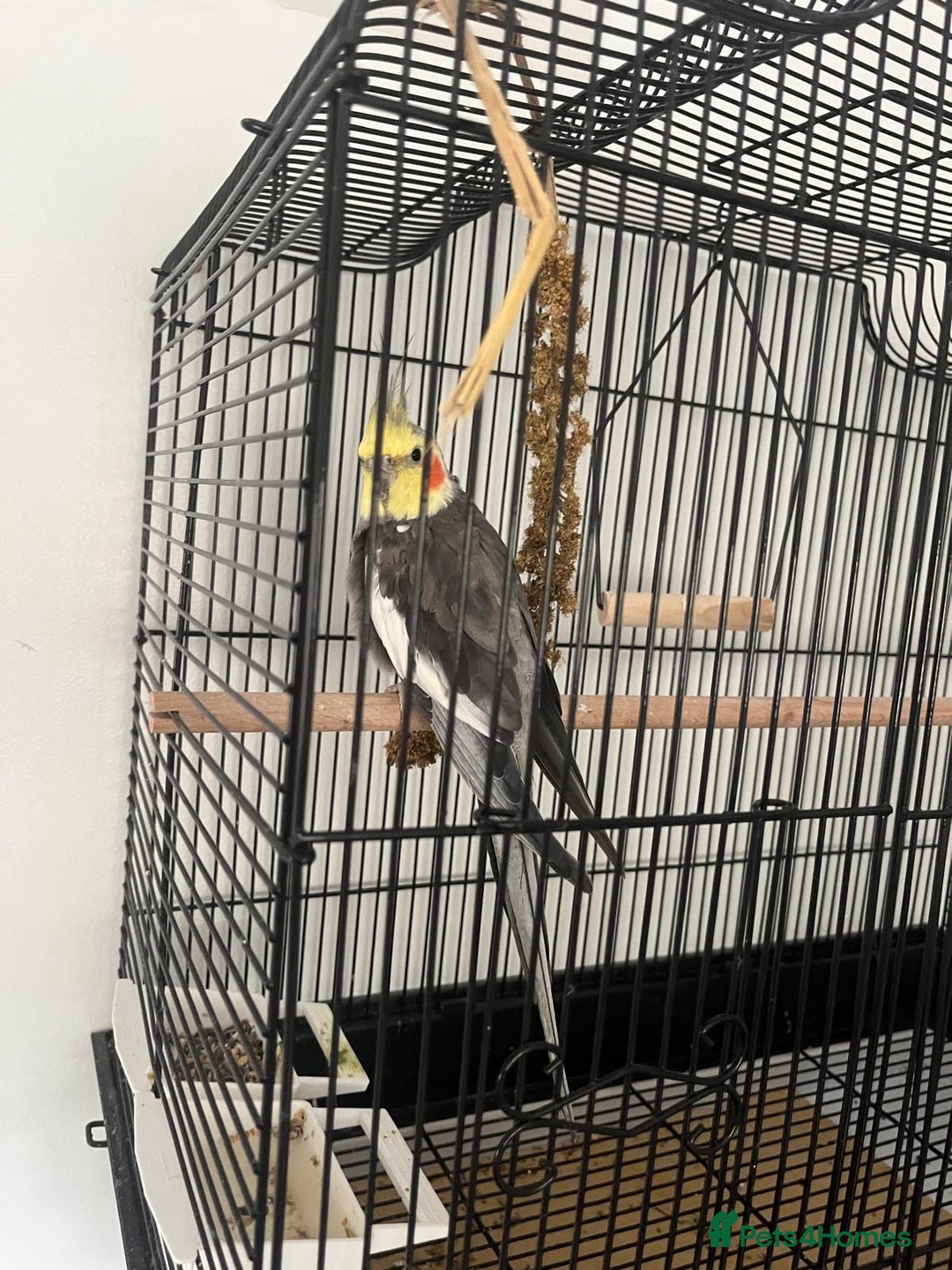 Cockatiels birds for sale: Cockatiel for sale  - Image 2