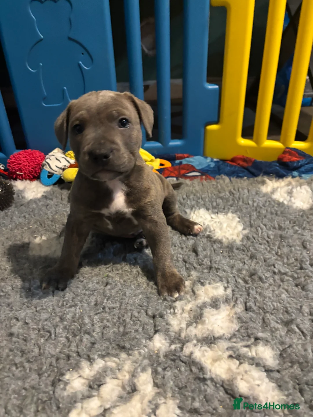 Staffordshire Bull Terrier dogs for sale: Beautiful Staffordshire Bull Terrier Puppies - Advert 2