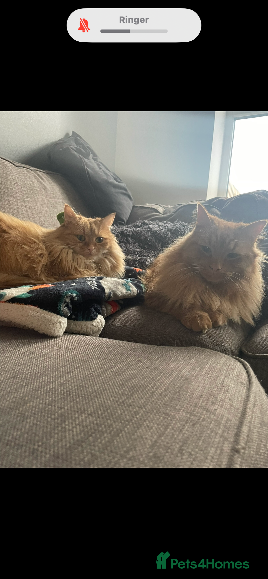 Bengal cats for sale: Two  gingers  cats  - Image 9