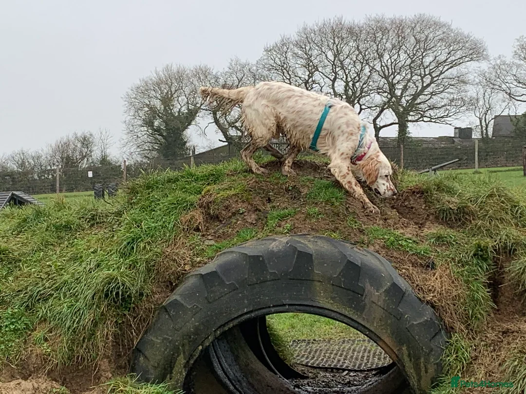 English Setter dogs for adoption: Brego - Advert 5