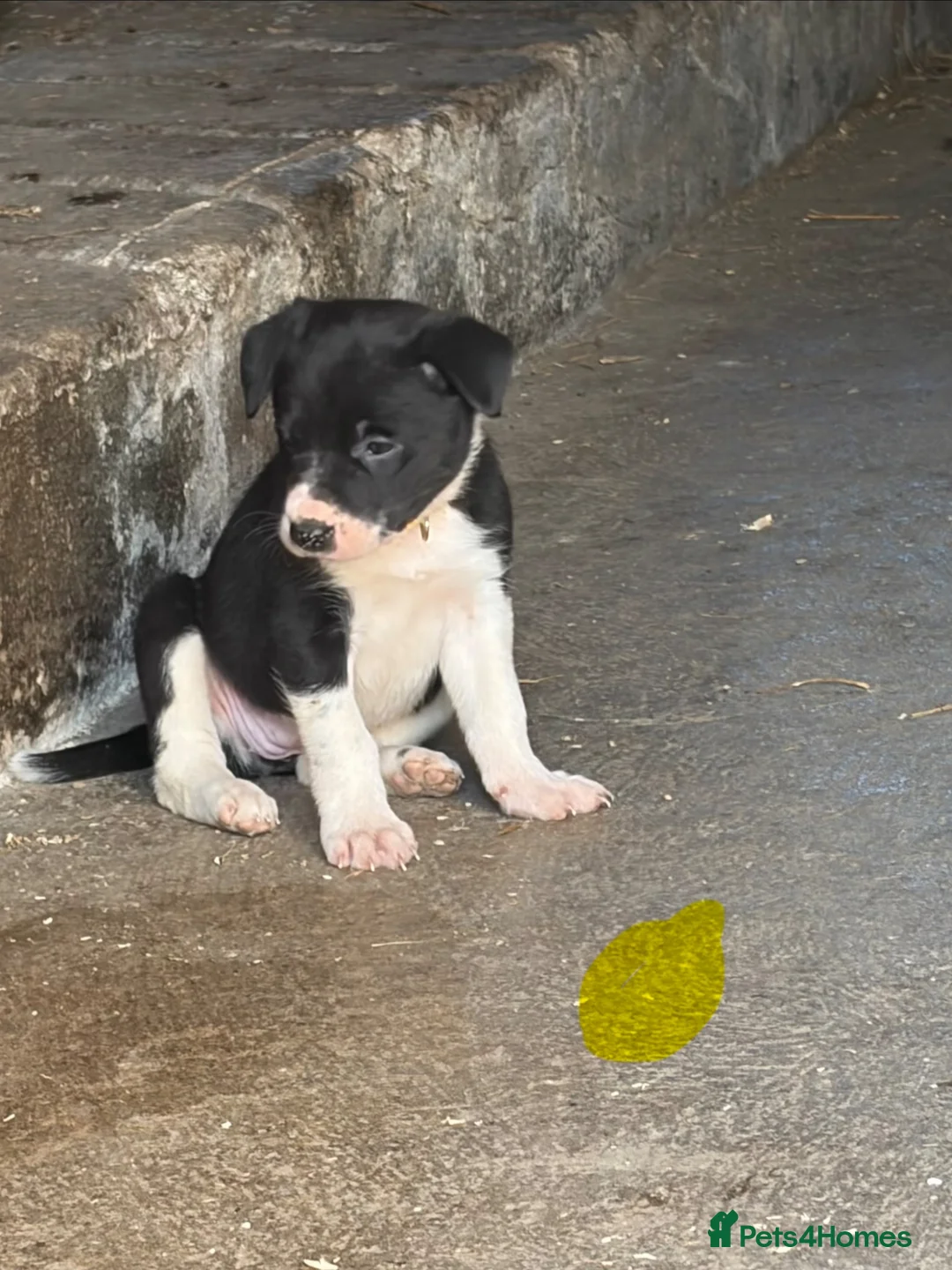 Border Collie dogs for sale: Border collies in Skipton - Advert 7