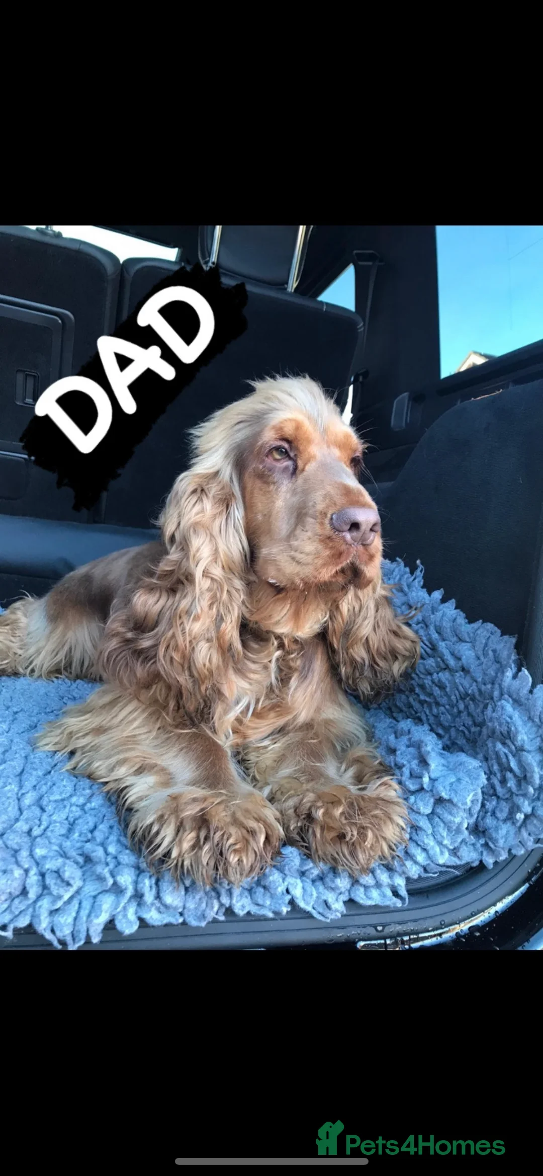 Cocker Spaniel dogs for stud: Extensively Health Tested Show Cocker Spaniel  in Leicester - Advert 3