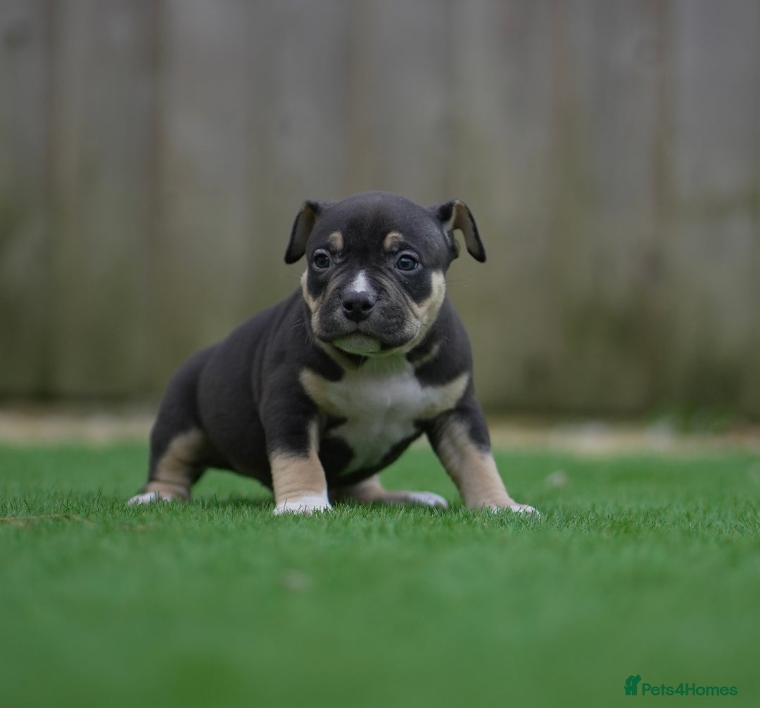 American Bully dogs for sale: Pocket Bully Puppies - Advert 3