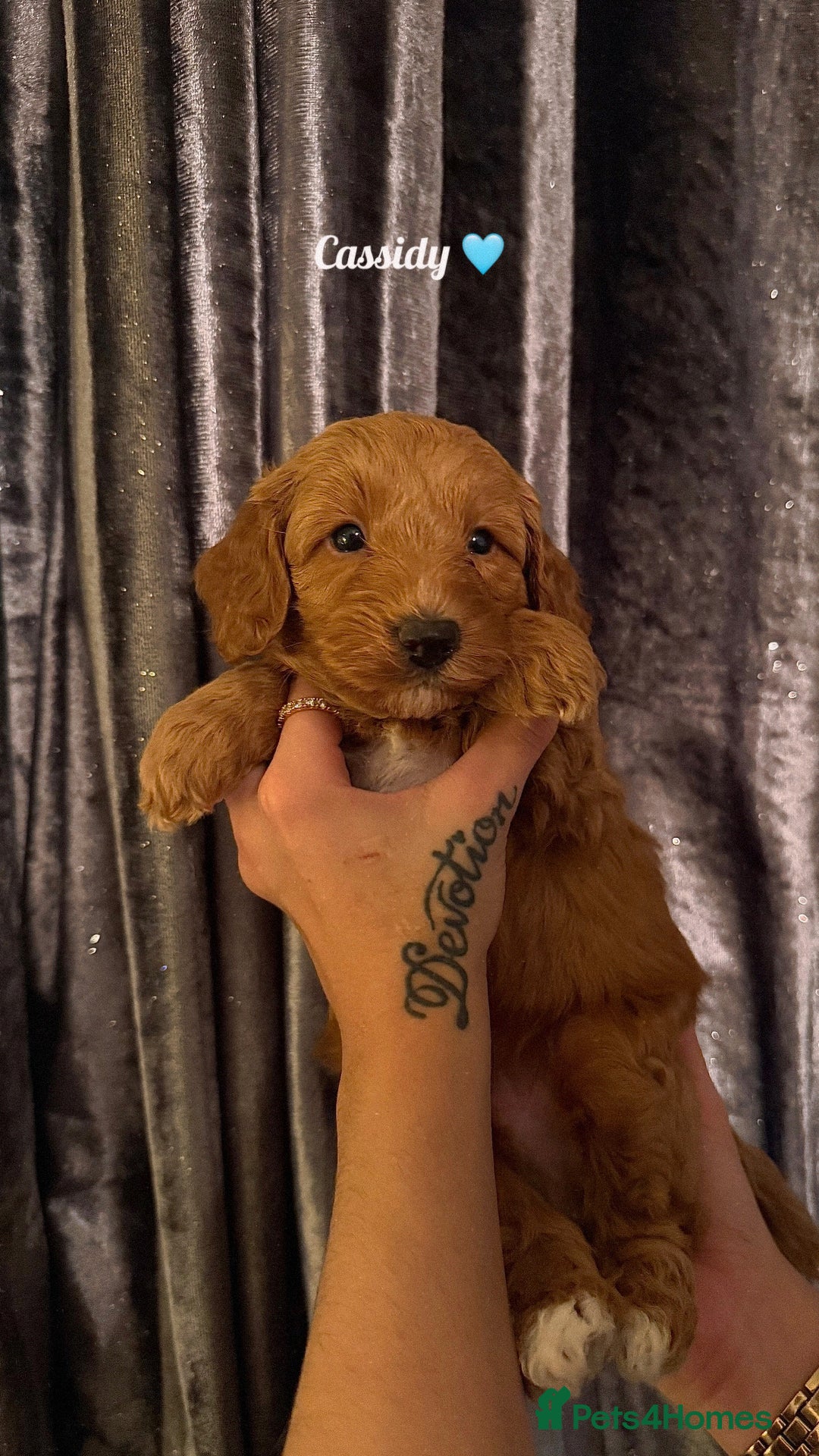 Cockapoo dogs for sale: F1 Cockapoo Puppies - Image 7