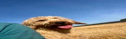 Labradoodle dogs for sale: Stunning curly Labradoodle F1b generation - Advert 11