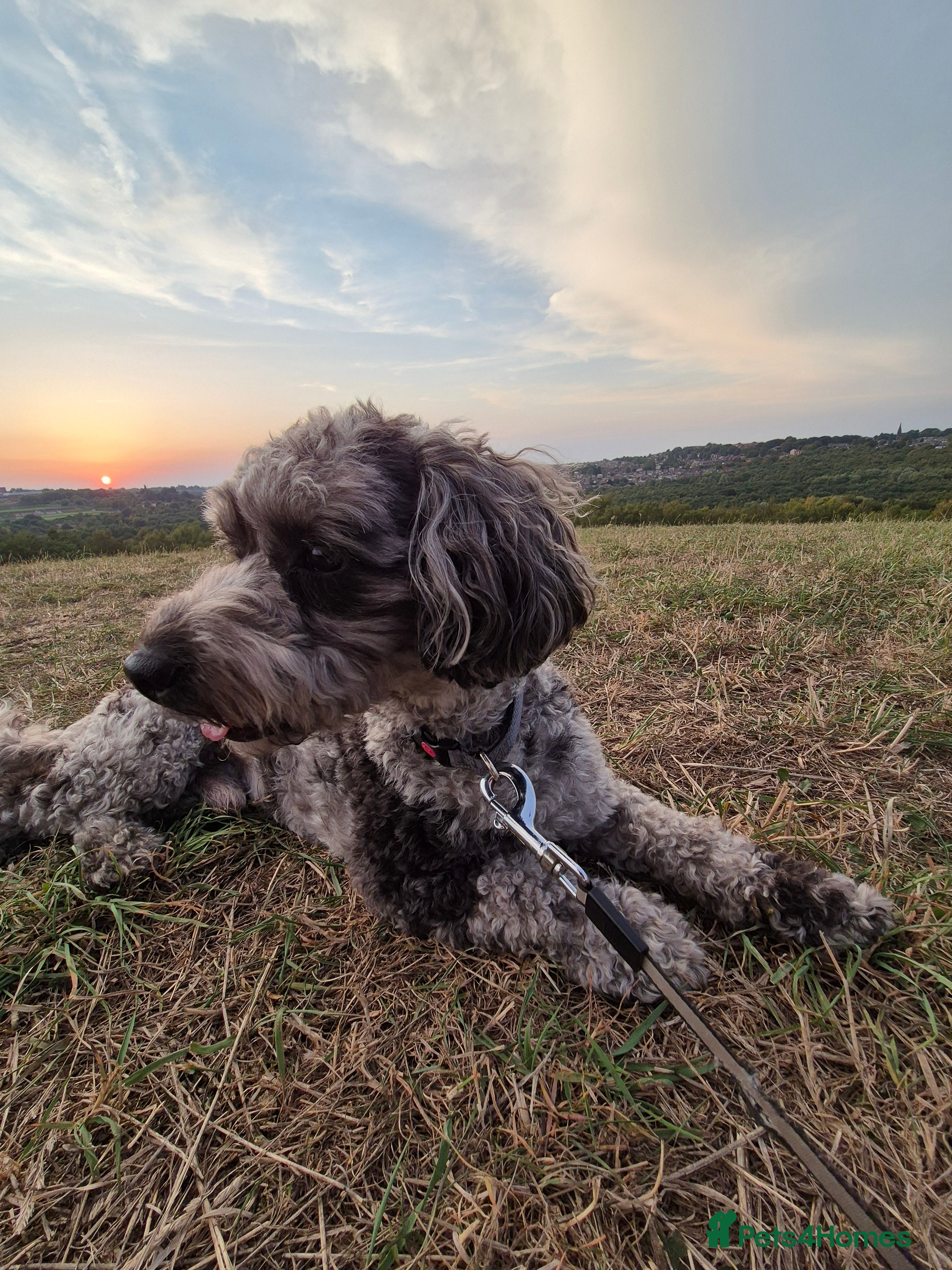 Maltipoo dogs Maltipoo Blue Male - Advert 1