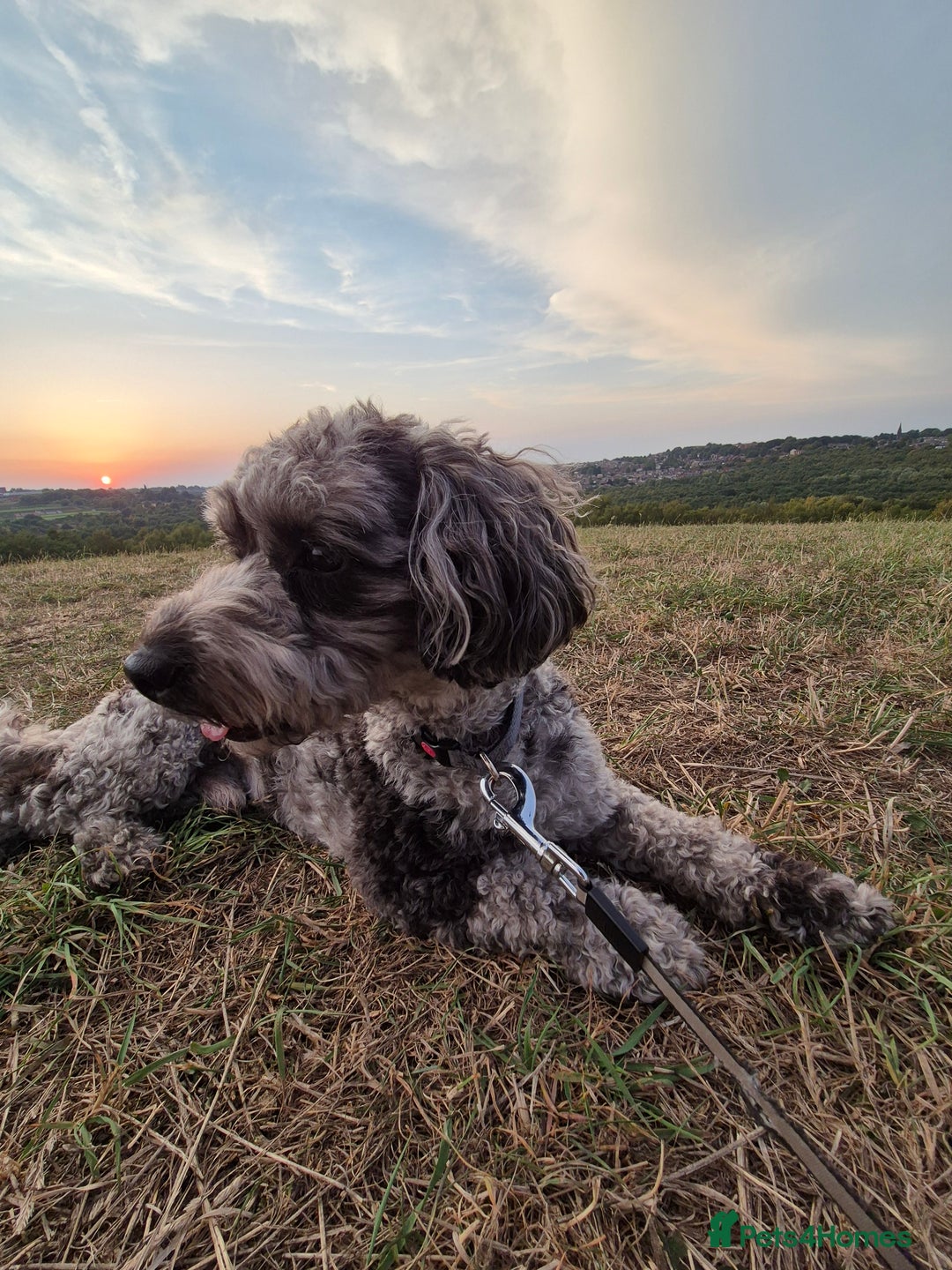 Maltipoo dogs for sale: Maltipoo Blue Male - Advert 1