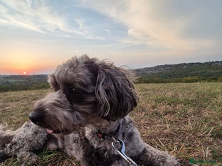 Maltipoo dogs Maltipoo Blue Male - Advert 2