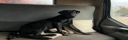 Mixed Breed dogs for sale: Rottweiler X Lab puppies  - Advert 11
