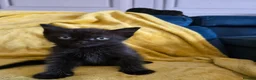 British Shorthair cats for sale: Gorgeous half British shorthair kittens  - Advert 13