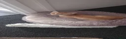 Mixed Breed cats for sale: Ginger kittens - Advert 5