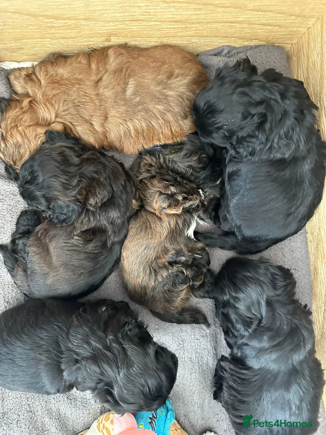 Miniature Poodle dogs for stud: Stunning proven KC health tested Red Stud in Reading - Advert 20